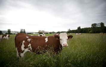 vaches 2
